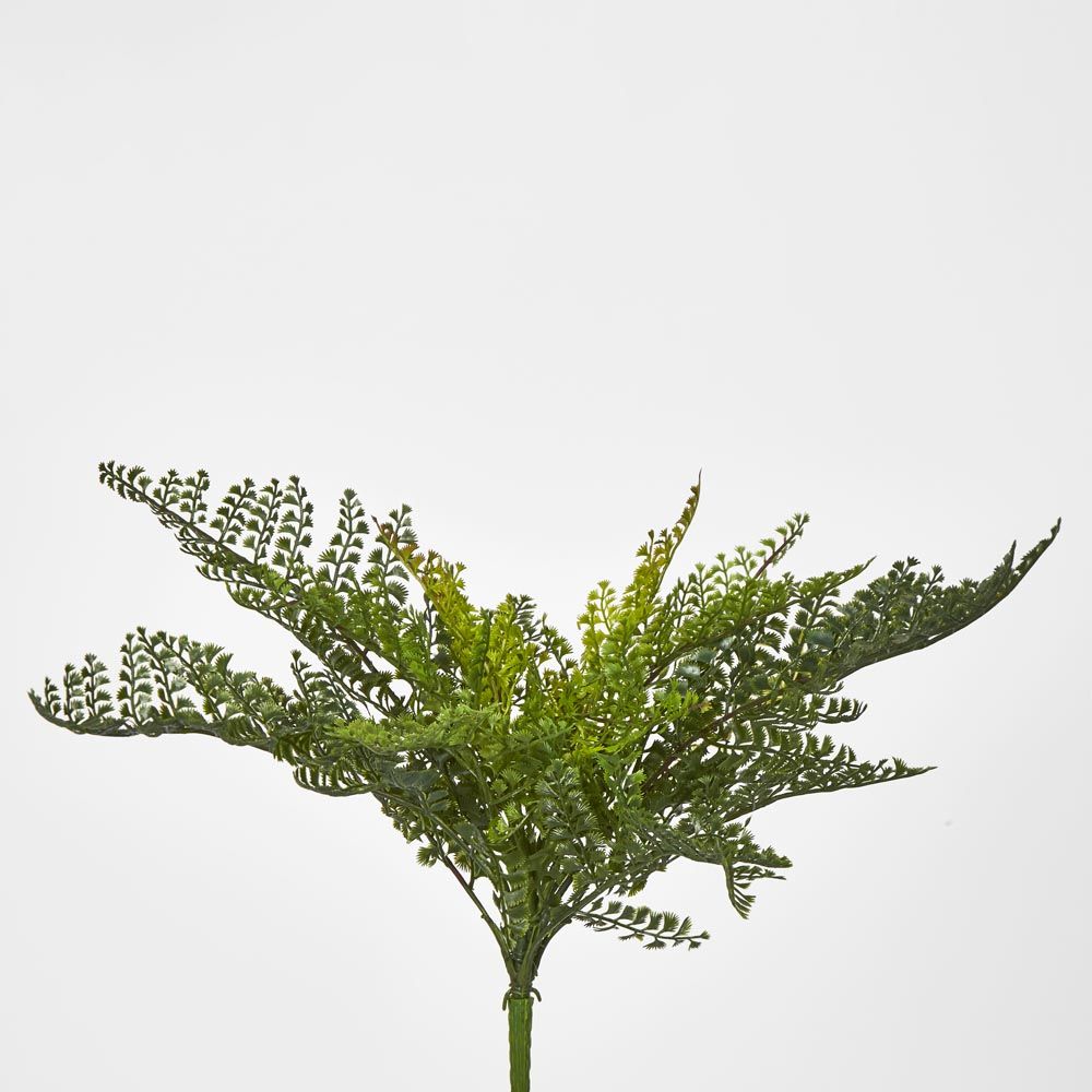 Lace Fern Bush