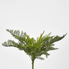 Lace Fern Bush