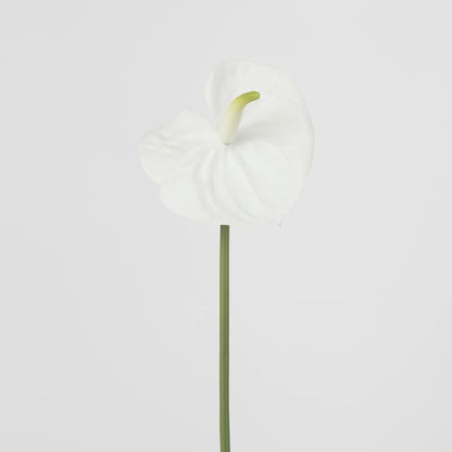 Anthurium Lily Real Touch White