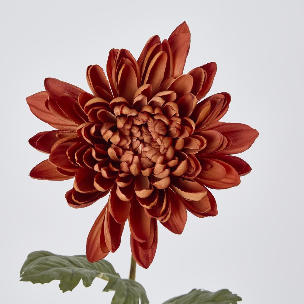 Mum Stem Brown 69Cm