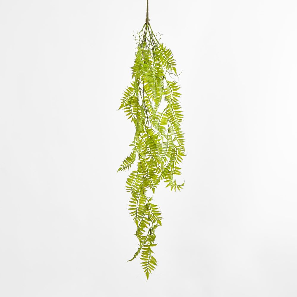 Hanging Fern