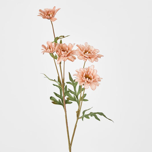 Daisy Spray White Pink 75Cm