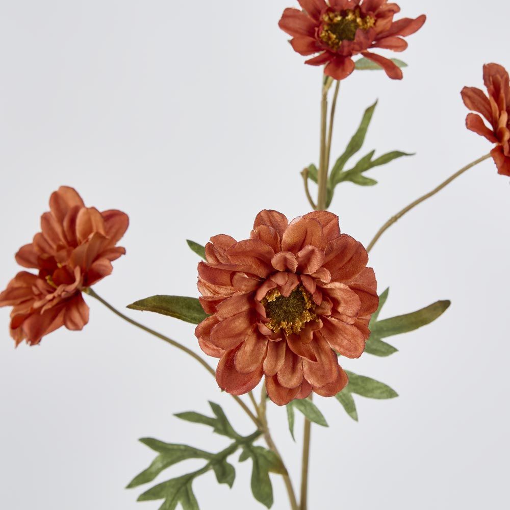 Daisy Spray Brown 75Cm