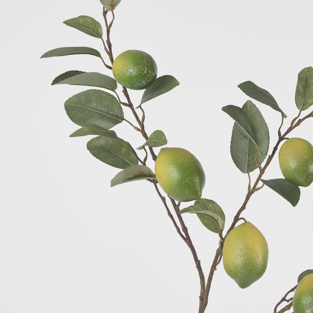 Lime Branch Spray X 6 Limes With Leaves