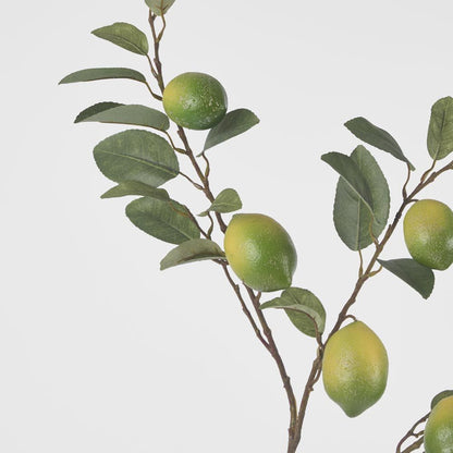 Lime Branch Spray X 6 Limes With Leaves