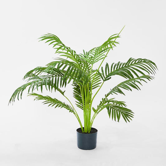 Palm Paradise In Pot 1M
