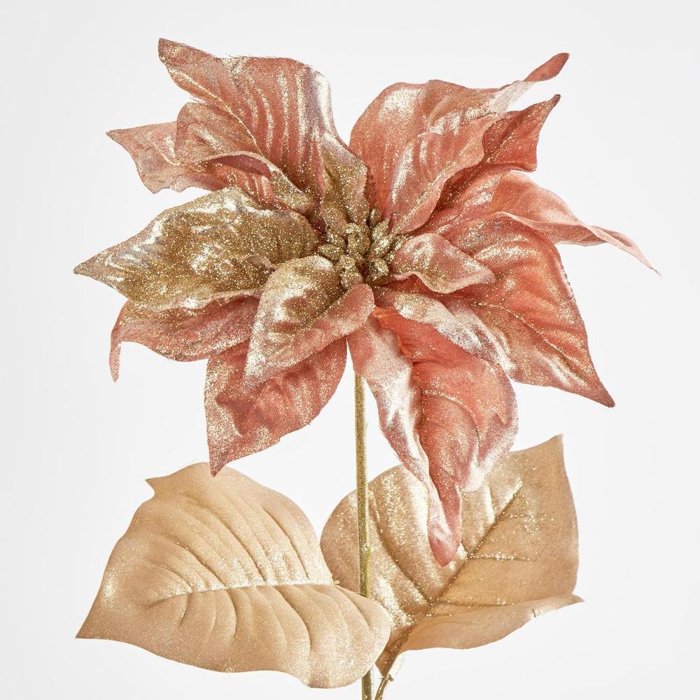 Poinsettia