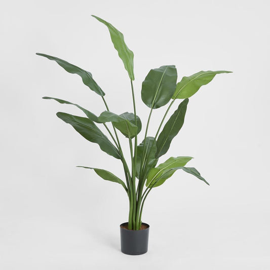 Travellers Palm 1.2M