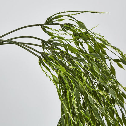 Hangine Willow Vine 65Cm