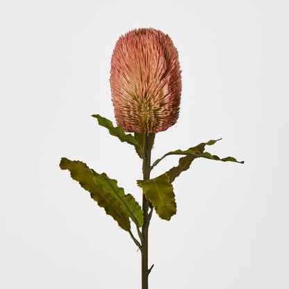 Red Brown Banksia Stem