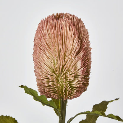 Red Brown Banksia Stem