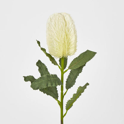 白色班克木茎