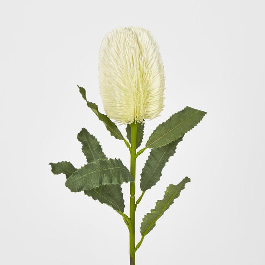 白色班克木茎