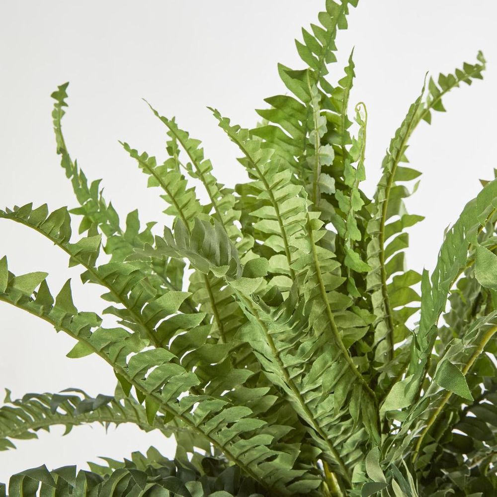 Huge Green Boston Fern Bush 52 Leaves