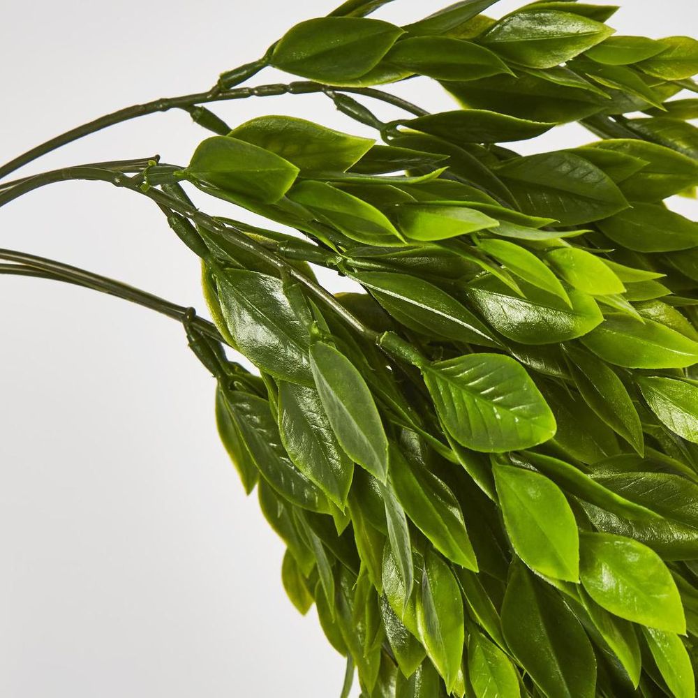 Hanging Ruscus Plant 56Cm