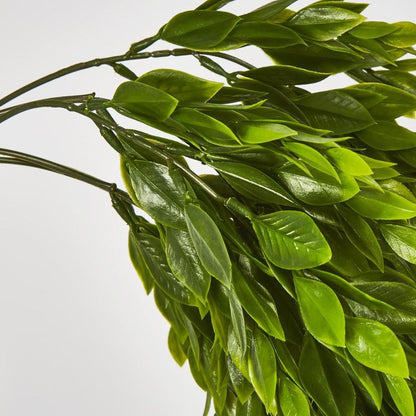 Hanging Ruscus Plant 56Cm