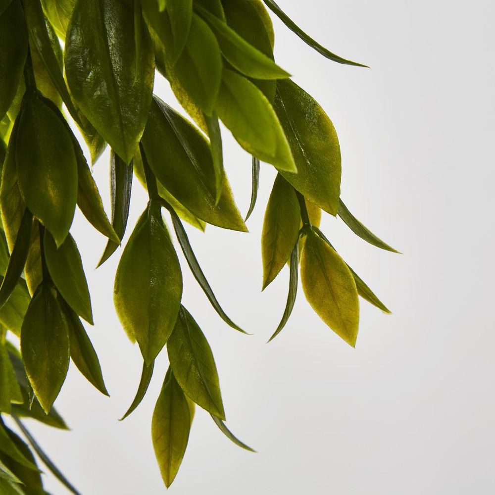 Hanging Ruscus Plant 56Cm