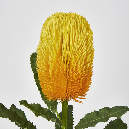 黄金班克木花茎