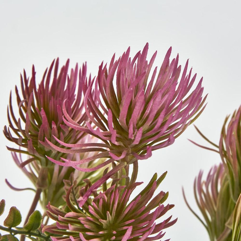 Thistle Bush X 5