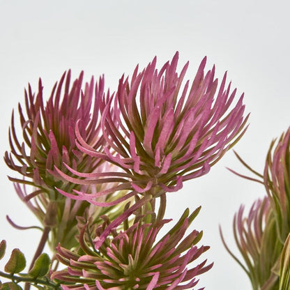 Thistle Bush X 5