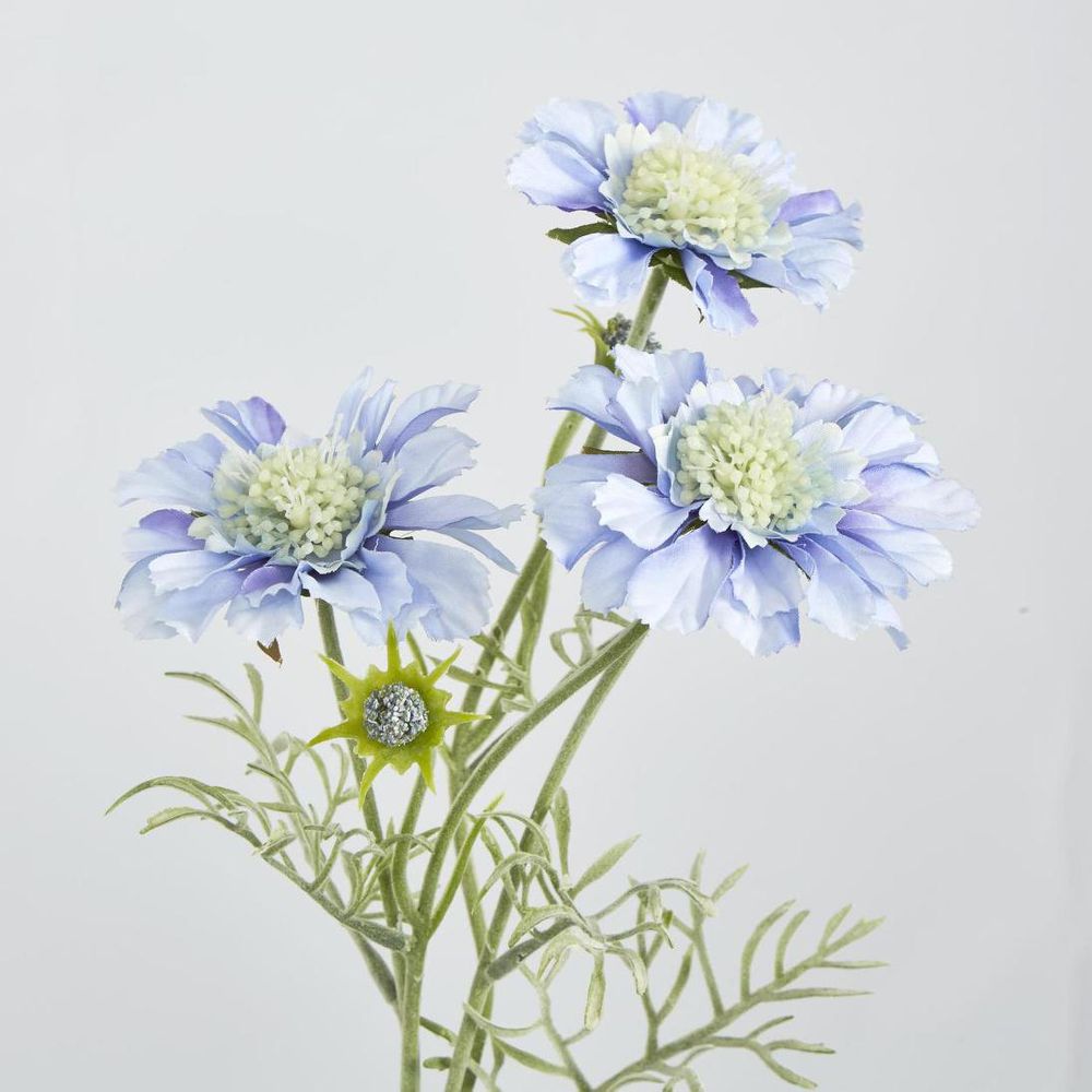 Light Blue Scabiosa 3 Flowers And 2 Buds