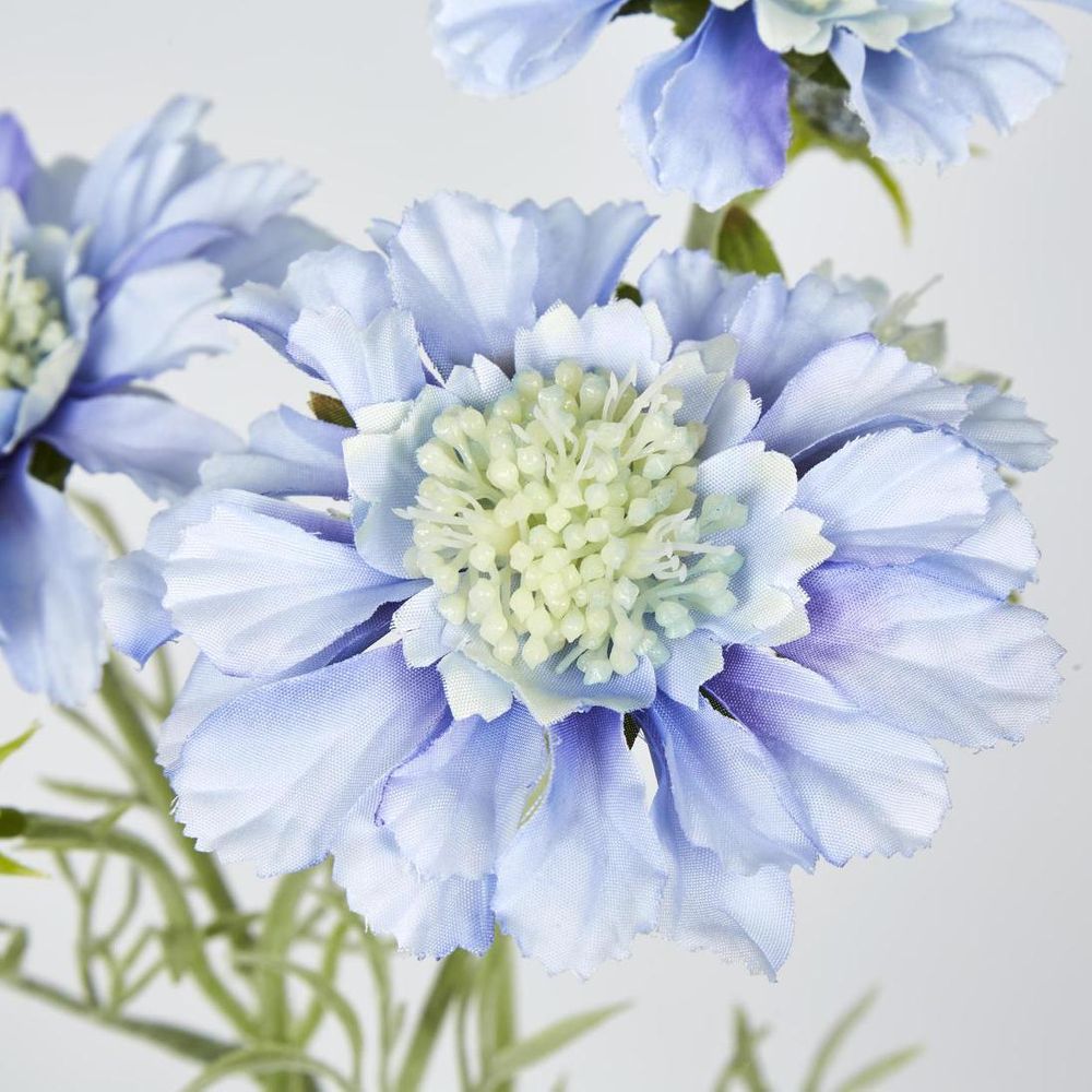 Light Blue Scabiosa 3 Flowers And 2 Buds