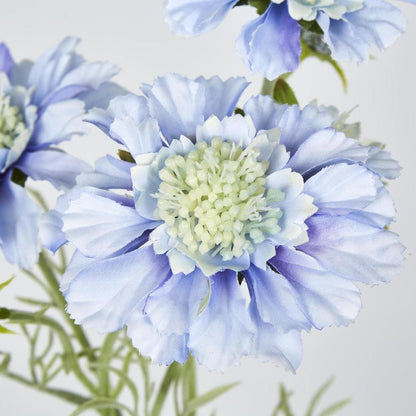 Light Blue Scabiosa 3 Flowers And 2 Buds