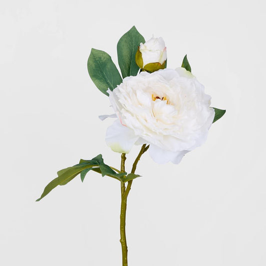 Peony With Bud Stem White