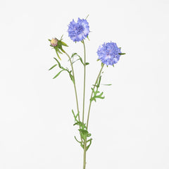 Scabiosa Stem Blue