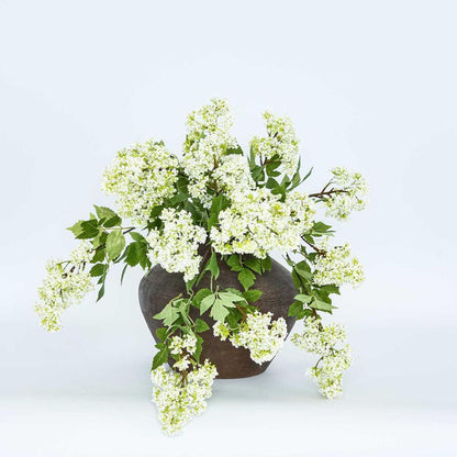 Snow Fruit Stem White