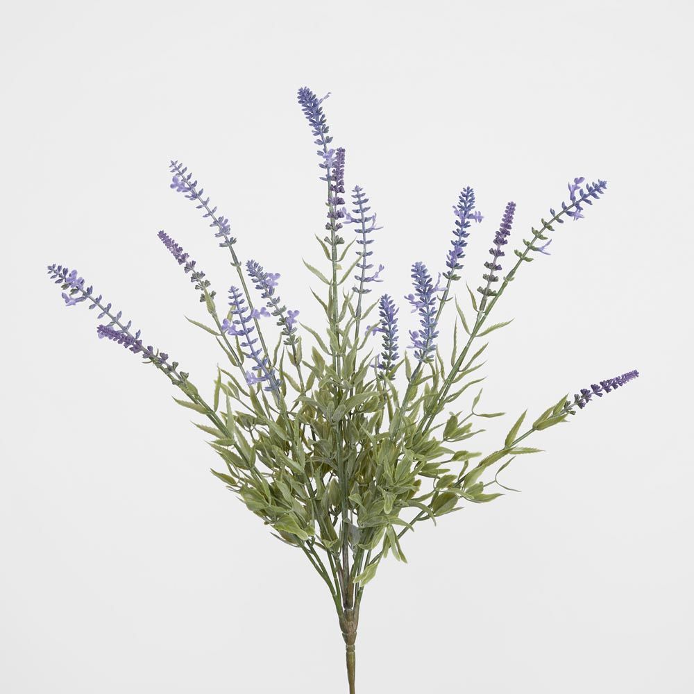 Lavender Bush