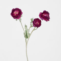 Ranunculus Stem With 3 Heads Magenta