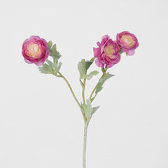 Ranunculus Stem With 3 Heads Pink