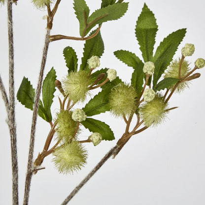 Green Blackwdwattle Acacia 85Cm