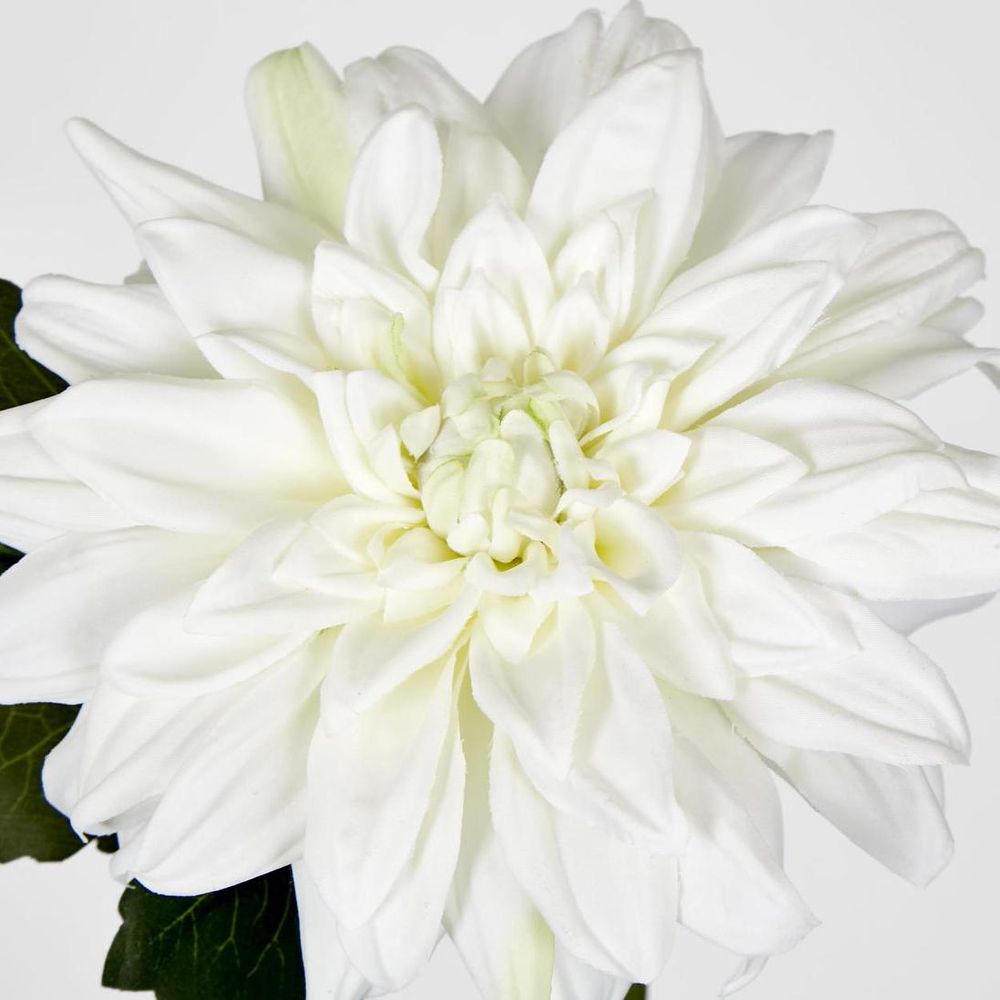 Dahlia 28Cm White