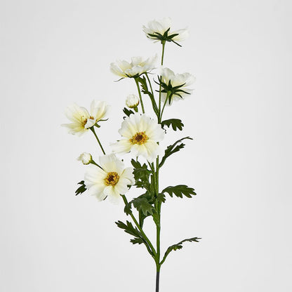 Cosmos Spray 85Cm White