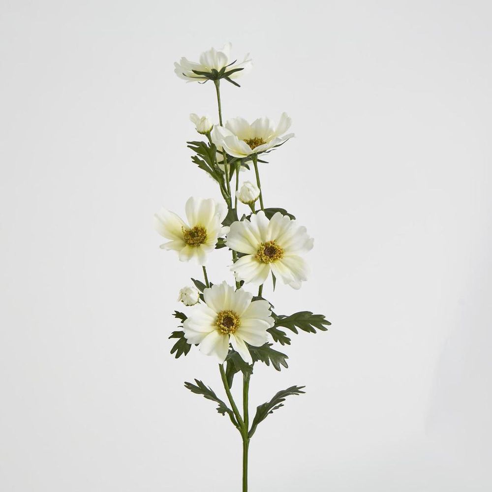 Cosmos Spray 85Cm White