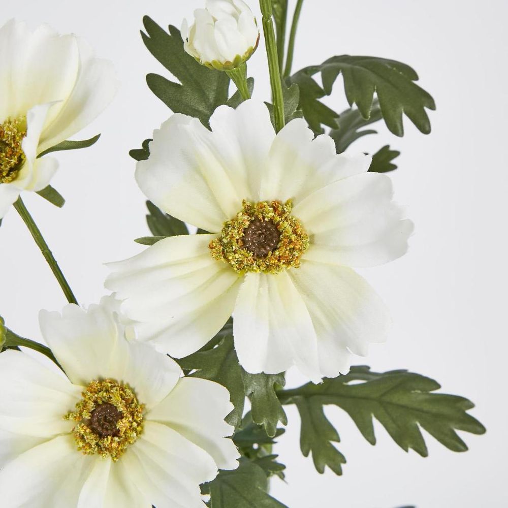 Cosmos Spray 85Cm White