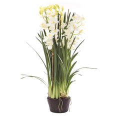 Cymbidium Giant Paper Pot 1.1M White