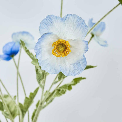Poppy Spray Light Blue