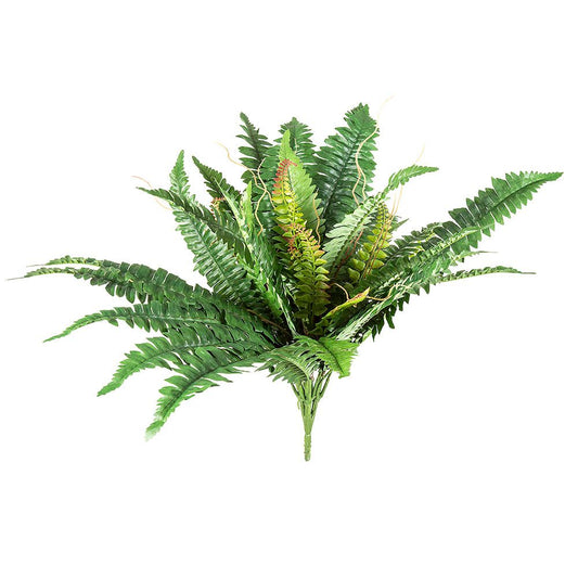 Boston Fern Bush Large 56Cm