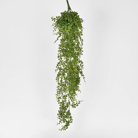Maidenhair Fern Hanging Bush X 14