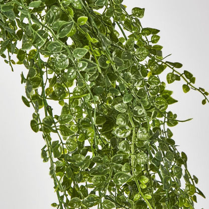 Maidenhair Fern Hanging Bush X 14