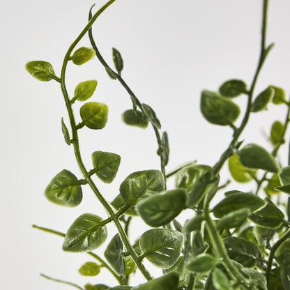 Maidenhair Fern Hanging Bush X 14