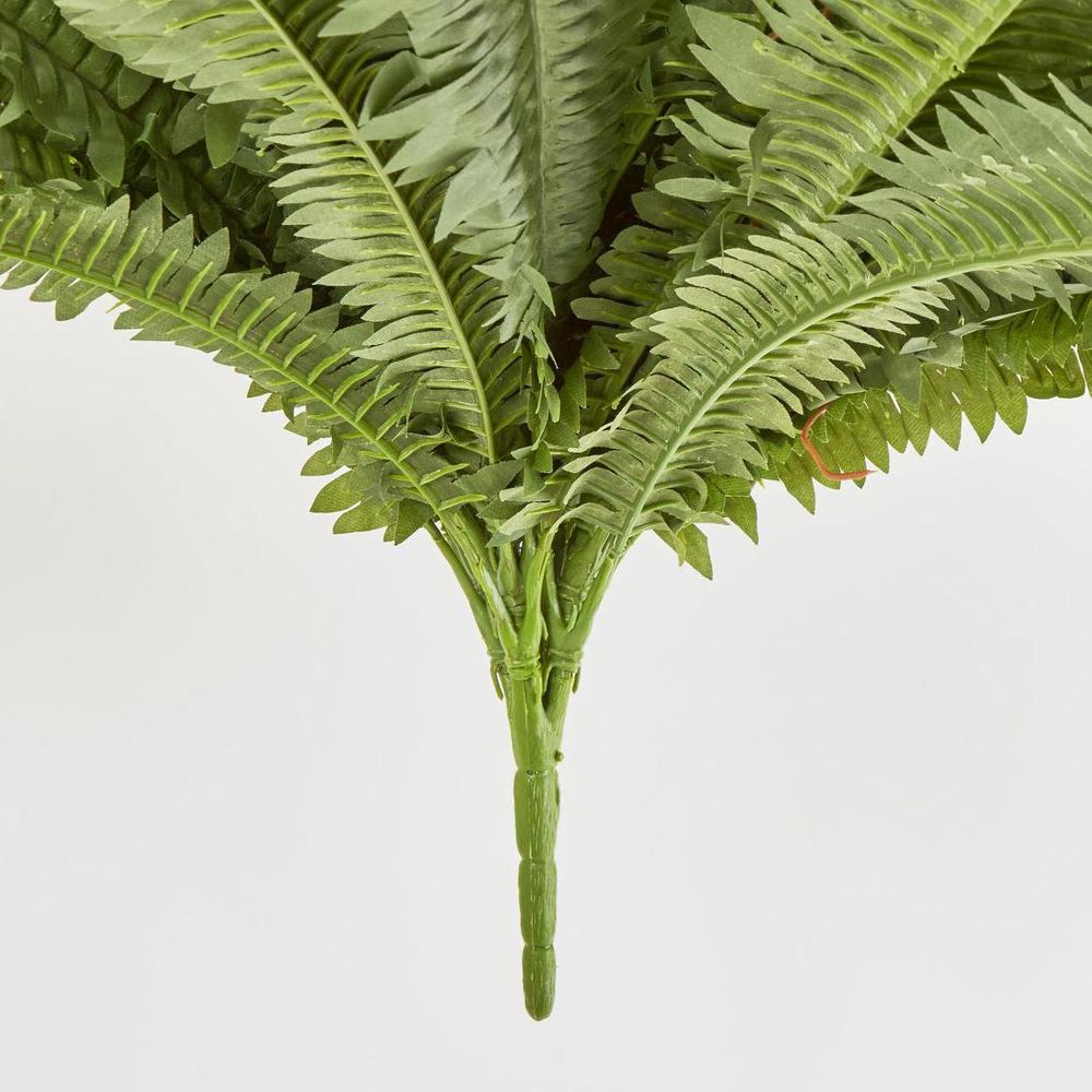 Boston Fern Bush X 5 67Lvs