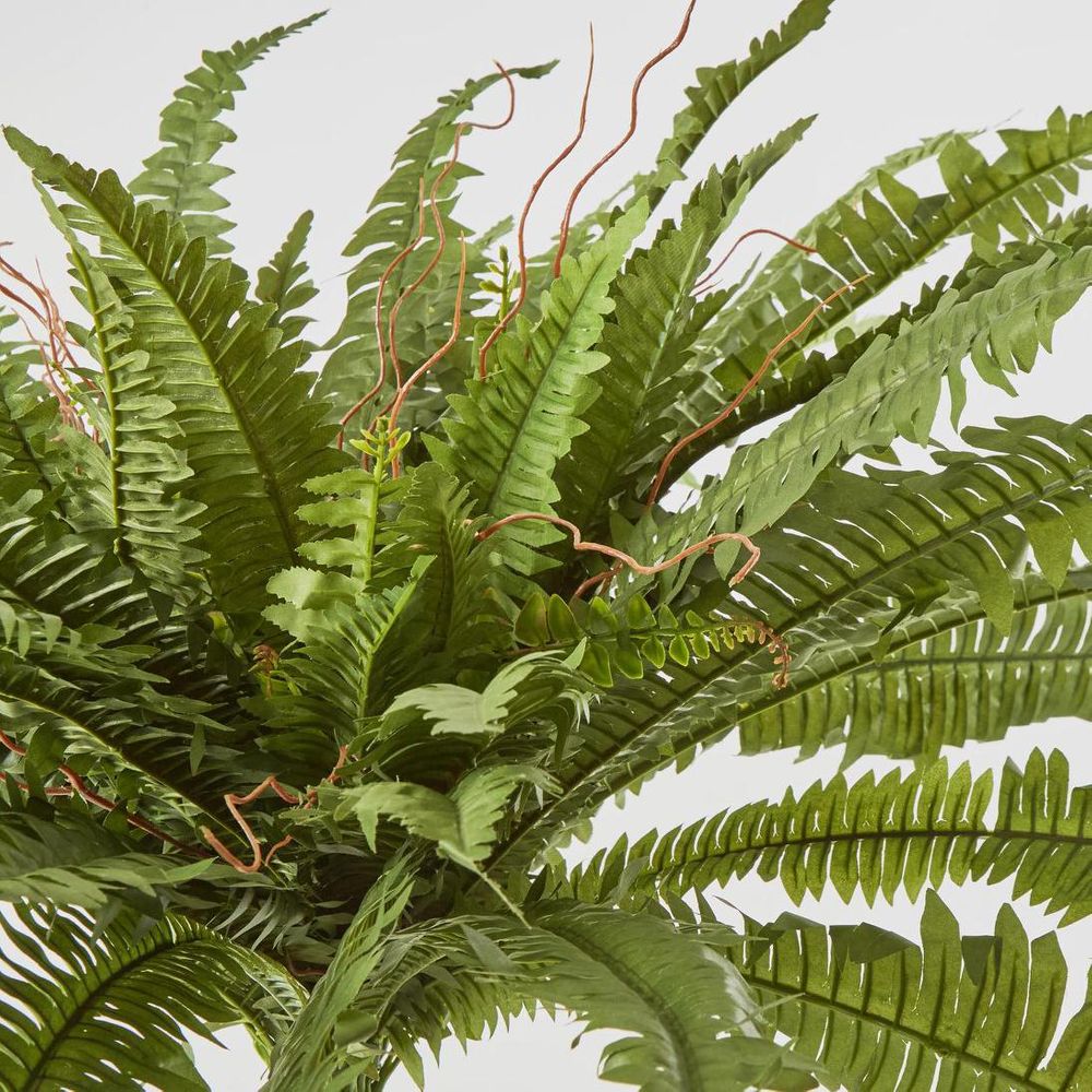 Boston Fern Bush X 5 67Lvs