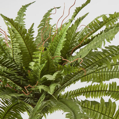 Boston Fern Bush X 5 67Lvs
