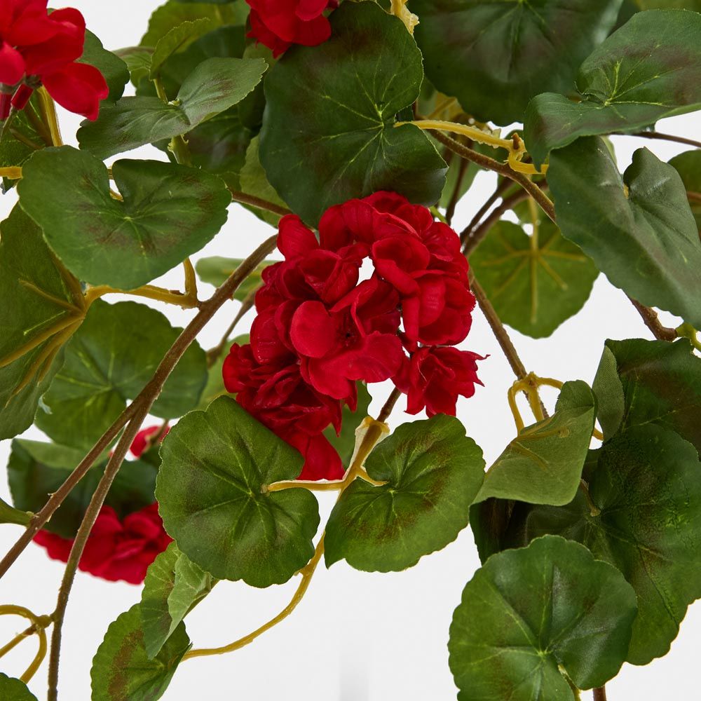 Red Hanging Geranium Bush X 9