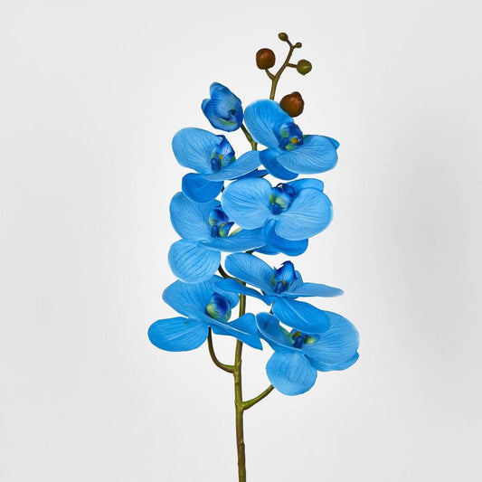 Blue Phalaenopsis Orchid 7 Flowers One Bud