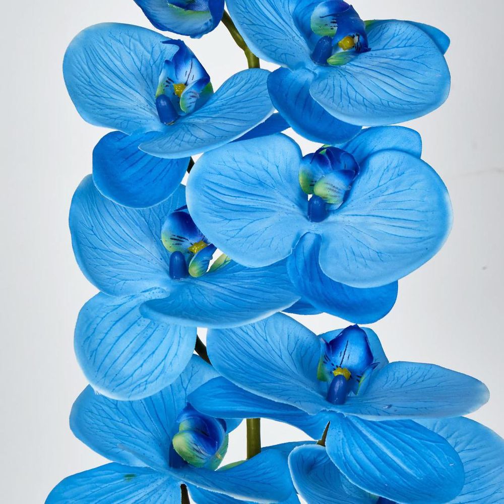 Blue Phalaenopsis Orchid 7 Flowers One Bud